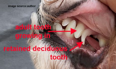 Dental 1
