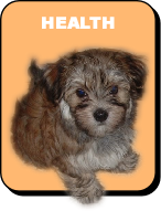 HCA pup health pic
